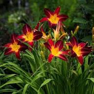 Red Yellow Hemerocallis Flower Seeds – Heirloom Non-GMO High Germination Seeds