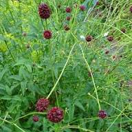 White Organic Sanguisorba Flower Seeds for Planting – Heirloom, Non-GMO, High Germination