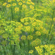 Green Fennel Plant Seeds Heirloom Non-GMO High Germination Organic Garden Seeds for Planting