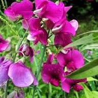 Sweetpea Flower Seeds Pink Heirloom Non-GMO High Germination Organic Garden Seeds for Planting