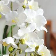Semillas de flor de orquídea gigante blanca – Semillas de herencia no transgénicas de alta germinación