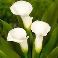 White Bonsai Calla Lilly Flower Seeds Heirloom Non-GMO High Germination Organic Garden Seeds