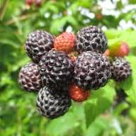 Organic Salmonberry Fruit Seeds for Planting Heirloom Non-GMO High Germination Organic Garden Seeds