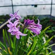 Purple Tulbaghia Violacea Flower Seeds – Heirloom Non-GMO High Germination Organic Garden Seeds