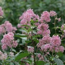 Pink Ceanothus Flower Seeds Heirloom Non-GMO High Germination Organic Garden Seeds for Planting