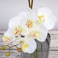 Orchid Flower Seeds White – Heirloom, Non-GMO, High Germination Seeds