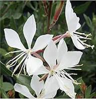 Semillas de flor de Guara perenne blanca – Cimarrón, no transgénicas, semillas de alta germinación para jardín orgánico para sembrar