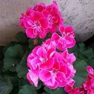 Violet Double Geranium Flower Seeds – Heirloom, Non-GMO, High Germination Organic Garden Seeds for Planting