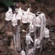 Uniflora Flower Seeds White – Heirloom Non-GMO High Germination Organic Garden