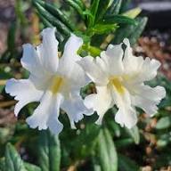 White Mimulus Flower Seeds Heirloom Non-GMO High Germination Organic Garden Seeds
