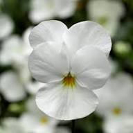 Viola Riviniana Flower Seeds – Heirloom, Non-GMO, High Germination Organic Garden Seeds for Planting