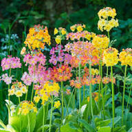 Yellow Primula Candelabra Flower Seeds – Heirloom, Non-GMO, High Germination Organic Garden Seeds for Planting.