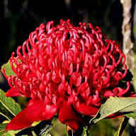Red Waratah Flower Seeds Heirloom Non-GMO High Germination Organic Garden Seeds for Planting