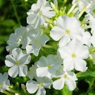 Giant Phlox Flower Seeds for Planting – Heirloom, Non-GMO, High Germination Organic Garden Seeds