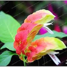 Pink Brandegeeana Flower Seeds Heirloom Non-GMO High Germination Organic Garden Seeds for Planting