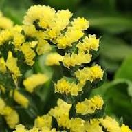 Yellow Statice Flower Seeds Heirloom Non-GMO High Germination Organic Garden Seeds