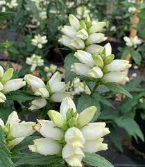White Turtlehead Flower Seeds – Heirloom, Non-GMO, High Germination Organic Garden Seeds