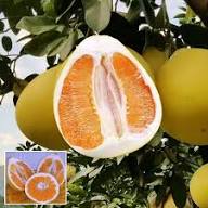Pomelo Seeds Orange – Heirloom, Non-GMO, High Germination Organic Garden Seeds for Planting