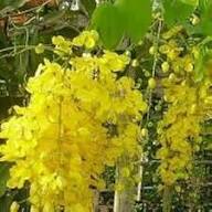 Yellow Cassia Fistula Flower Seeds – Heirloom Non-GMO High Germination Organic Seeds