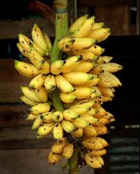 Semillas de plátano amarillas, semillas de reliquia, sin OMG, alta germinación, semillas orgánicas para jardín