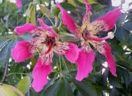 Pink Ceiba Speciosa Flower Seeds Heirloom Non-GMO High Germination Organic Garden Seeds for Planting
