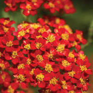 Red Achillea Millefolium Flower Seeds for Planting – Heirloom, Non-GMO, High Germination Organic Garden Seeds