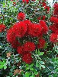 Red Pohutukawa Flowers Seeds – Heirloom, Non-GMO, High Germination Organic Garden Seeds for Planting