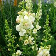Verbascum Phoeniceum Flower Seeds Heirloom Non-GMO High Germination Organic Garden Seeds