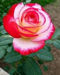 Pink White Rose Flower Seeds for Planting – Heirloom Non-GMO High Germination Organic Garden Seeds