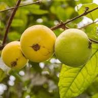 Plinia aureana Yellow Jabuticaba Fruit Seeds for Planting Heirloom Non-GMO High Germination Organic Garden Seeds