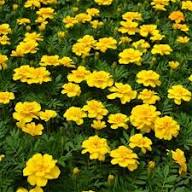 Yellow Mint Marigold Flower Seeds – Heirloom, Non-GMO, High Germination Organic Seeds