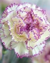 Purple White Carnation Flower Seeds for Planting – Heirloom Non-GMO High Germination Organic Garden Seeds Seeds for Planting