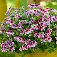 Buy Purple White Geranium Flower Seeds for Planting. Heirloom Non-GMO High Germination Organic Garden Seeds for vibrant ornamental blooms.