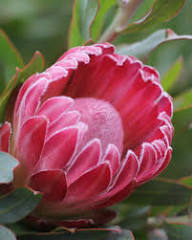 Semillas de Flor Protea Rosa – Cimiente, No Modificadas Genéticamente, Semillas Orgánicas de Jardín de Alta Germinación para Sembrar