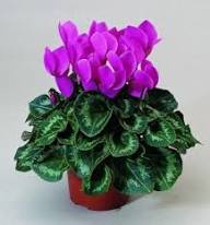 Purple Cyclamen Flower Seeds – Heirloom Non-GMO High Germination Seeds