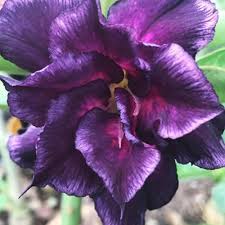 purple white flower seeds