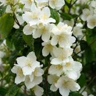 White Philadelphus Coronarius Flower Seeds for Planting – Heirloom Non-GMO Organic Garden Seeds