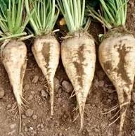 Sugar Beet Seeds – Heirloom Non-GMO High Germination Organic Garden Seeds for Planting
