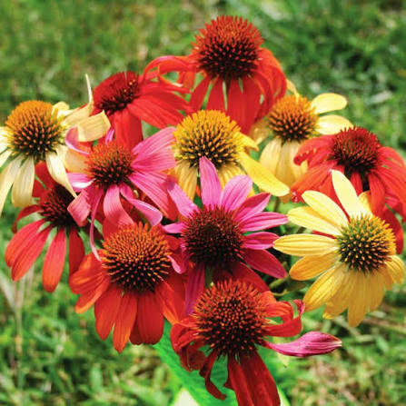 Echinacea Cheyenne Spirit Mix flower seeds for planting, heirloom non-GMO garden seeds with colorful pollinator-friendly coneflowers growing naturally