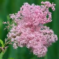 Pink Venusta Flower Seeds for Planting – Heirloom, Non-GMO, High Germination