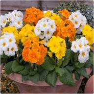 Polyanthus Crescendo Flower Seeds Heirloom Non-GMO High Germination Organic Garden Seeds for Planting