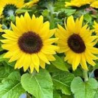 Sunflower Seeds For Planting Yellow Yellow Heirloom Non-GMO High Germination Organic Garden Seeds for Planting