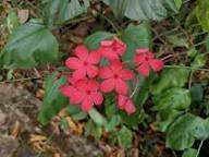 Plumbago Flower Seeds Red – Heirloom, Non-GMO, High Germination Organic Garden Seeds for Planting Seeds for Planting