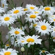 White Leucanthemum Flower Seeds Heirloom Non-GMO High Germination Organic Garden Seeds for Planting
