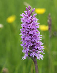 Dactylorhiza Purple Flower Seeds for Planting Heirloom Non-GMO High Germination Organic Garden Seeds