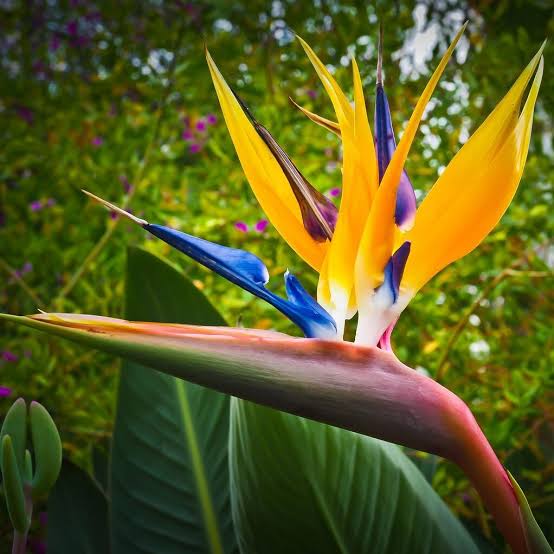 Mandela's Gold Bird of Paradise (Strelitzia reginae) flower seeds for planting, heirloom non-GMO garden seeds growing vibrant tropical flowers at home naturally.