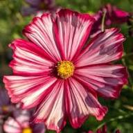 Pink White Cosmos Flower Seeds Heirloom Non-GMO High Germination Organic Garden Seeds for Planting