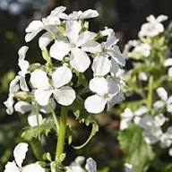 White Lunaria Flower Seeds Heirloom Non-GMO High Germination Organic Garden Seeds for Planting