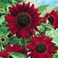 Sunflower Flower Seeds Red Heirloom Non-GMO High Germination Organic Garden Seeds