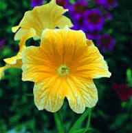 White Yellow Salpiglossis Flower Seeds – Heirloom Non-GMO High Germination Organic Garden Seeds